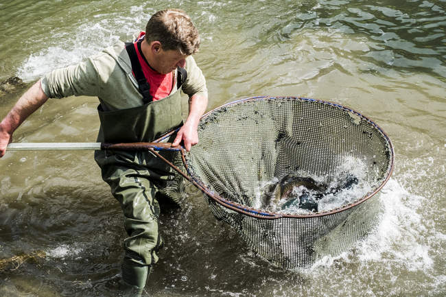 Hombre maduro en vadeadores de pie en el río, sosteniendo una gran red de peces con truchas
. - foto de stock