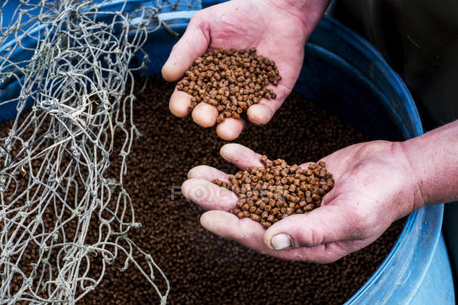 Close-up of male hands holding heap of brown fish food pellets at fish farm. — Stock Photo