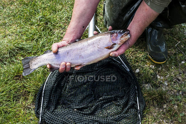 Alto ângulo close-up do homem segurando truta recém-capturada na grama da fazenda de peixes . — Fotografia de Stock