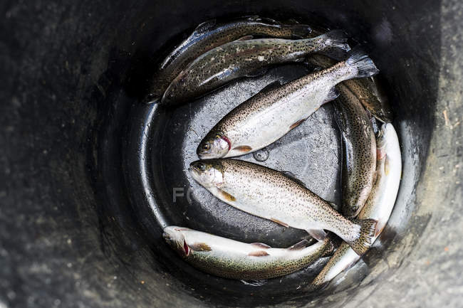 High angle close-up of bucket with three freshly caught trouts at fish farm. — Stock Photo