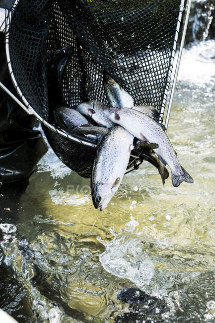 Großaufnahme eines großen Fischernetzes mit frisch gefangenen Forellen. — Stockfoto