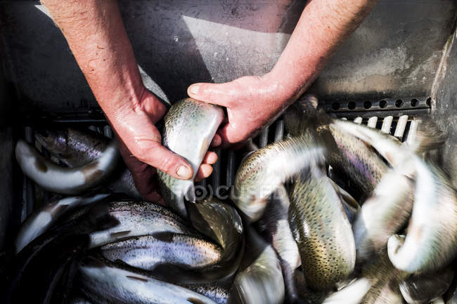 High angle close-up of man holding freshly caught trouts at fish farm. — Stock Photo