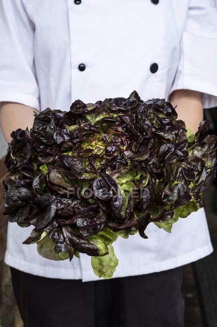 Midsection of female chef holding bunch of green and purple lettuce. — Stock Photo