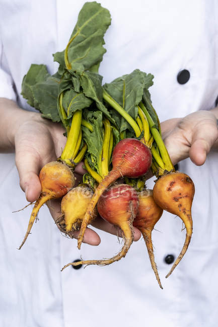 Close-up of hands of female chef holding bunch of colorful beets. — Stock Photo