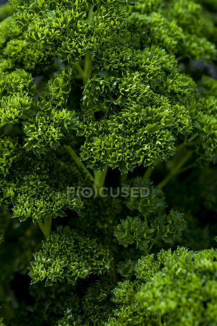Extreme close-up of bunch of curly parsley, full frame. — Stock Photo