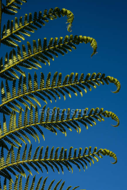 Nahaufnahme von Blättern einer Palme vor klarem blauen Himmel. — Stockfoto