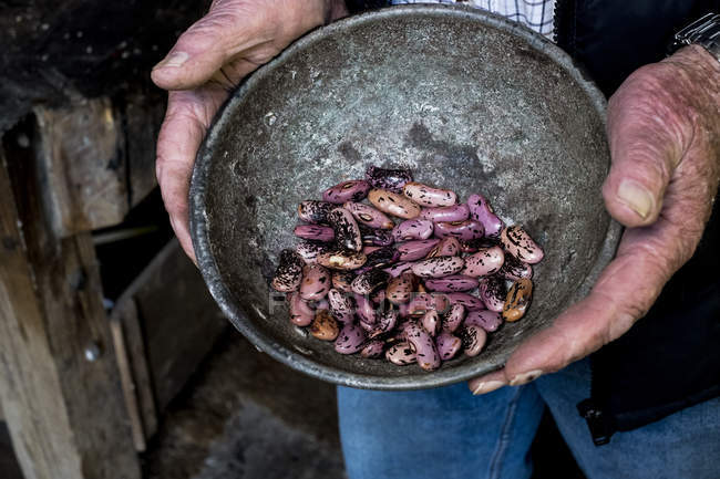 Close-up of aged male hands holding grey metal bowl with purple speckled beans. — Stock Photo