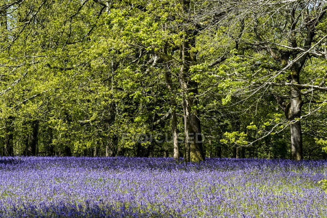 Tapete de sinos azuis na floresta exuberante na primavera
. — Fotografia de Stock