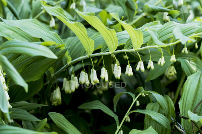Close-up of Solomons Seal plant with dangling white flowers and lush green foliage. — Stock Photo