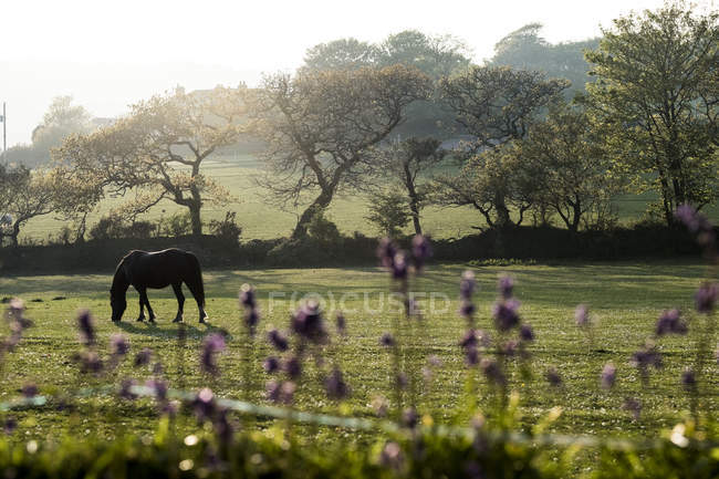 Лошадь выпас на зеленом загоне с деревьями и полем в сельской местности, Англия, Великобритания . — стоковое фото