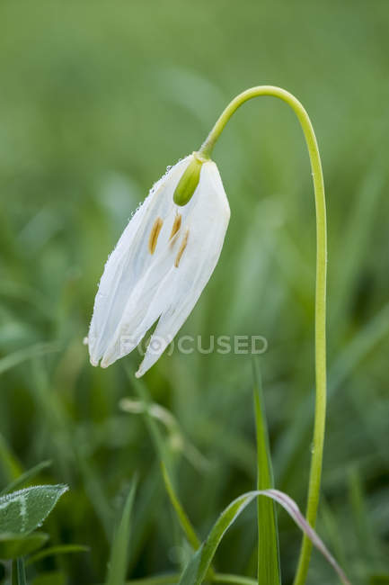 Close-up of delicate white blossom of Snakes Head Fritillary on meadow. — Stock Photo