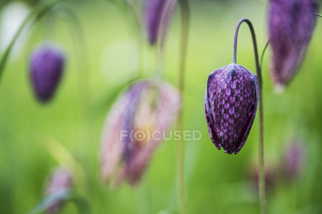 Primer plano de delicada flor a cuadros púrpura de Snakes Head Fritillary en un prado . - foto de stock