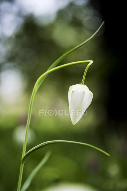 Close-up of delicate white blossom of Snakes Head Fritillary on meadow. — Stock Photo