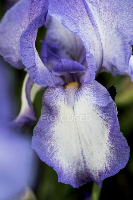 Extreme close-up of blue and white bearded Iris flower. — Stock Photo