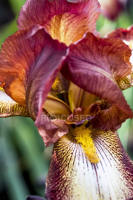 Extremo primer plano de flor de Iris barbuda naranja y roja . - foto de stock