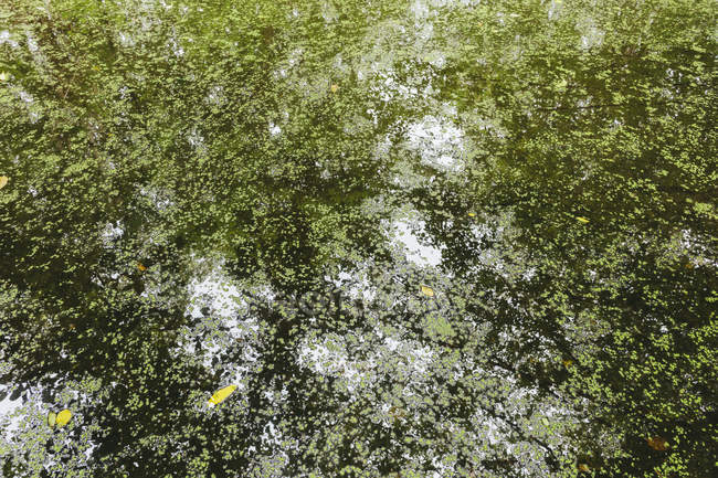 Hojas, algas y pequeñas almohadillas de lirio en el estanque con reflejo de dosel forestal en el agua - foto de stock