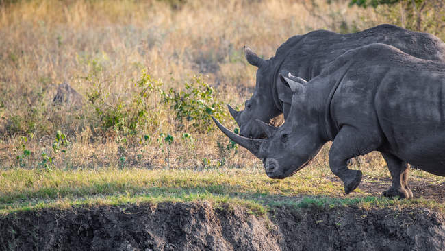Due rinoceronti bianchi che camminano insieme, distogliendo lo sguardo, vista laterale con gamba sollevata, Greater Kruger National Park, Sud Africa — Foto stock