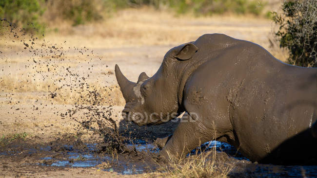 Rinoceronte bianco sdraiato nel fango e schizzi, orecchie indietro con pelle bagnata, Greater Kruger National Park, Sud Africa — Foto stock