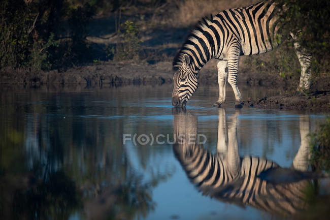 Flachland-Zebra trinkt aus Wasserloch mit Spiegelung im Wasser, Seitenansicht, grösserer Kruger Nationalpark, Südafrika — Stockfoto