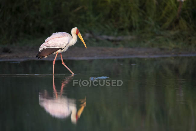 Cicogna dal becco giallo che cammina attraverso l'acqua mostrando riflesso, gamba sollevata, vista laterale, Greater Kruger National Park, Sud Africa — Foto stock