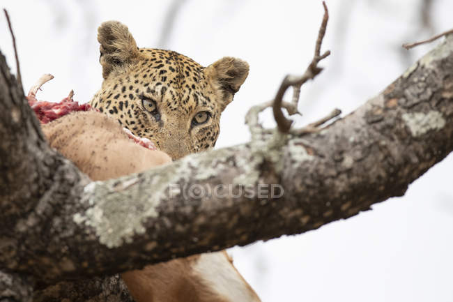 Leopardo comiendo matar en el árbol, mirando hacia otro lado sobre fondo blanco, Parque Nacional del Gran Kruger, Sudáfrica - foto de stock