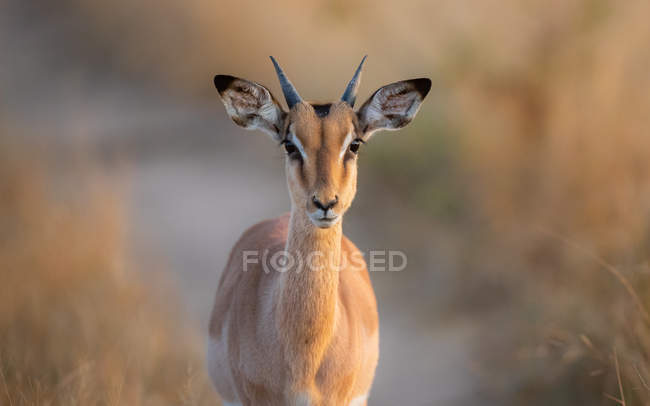 Junger Impala-Widder mit kleinen Hörnern und Ohren nach vorne blickend in die Kamera, Großer Kruger Nationalpark, Südafrika — Stockfoto