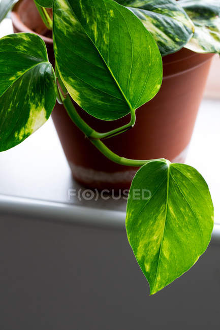 Close-up of Money plant in terracotta plant pot. — Stock Photo
