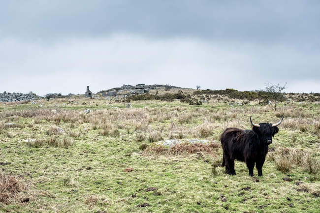 Schwarze Hochlandrinder auf Weide, Maismauer, England, vereinigtes Königreich. — Stockfoto