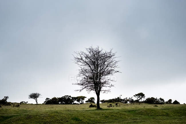 Paisaje con un solo árbol bajo el cielo nublado, Cornwall, Inglaterra, Reino Unido . - foto de stock