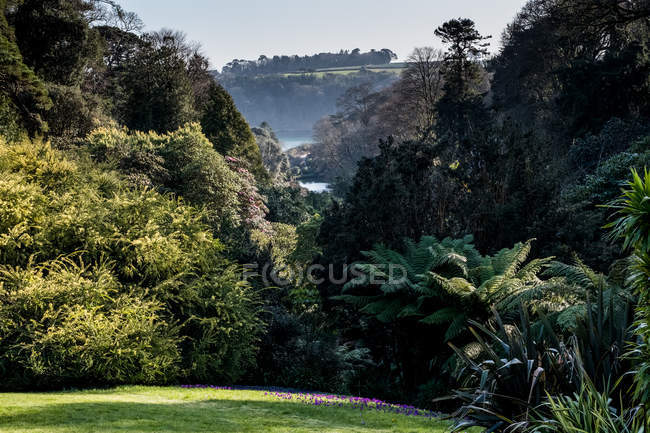 Üppiger Garten mit Bäumen und Sträuchern, Dunst und Hügeln in der Ferne, Kornwall, England, vereinigtes Königreich. — Stockfoto