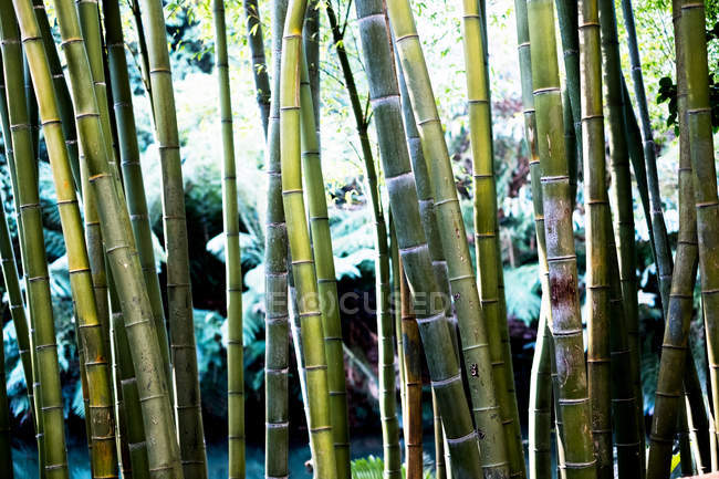 Primo piano di steli di bambù naturali nella foresta . — Foto stock