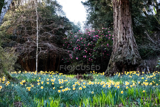 Wald mit Narzissenwiesen, rosa Rhododendrons und Bäumen, Kornwall, England, vereinigtes Königreich. — Stockfoto