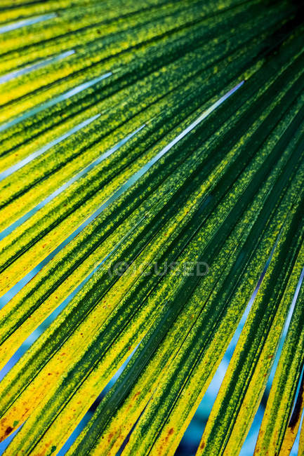 Close-up of sunlight filtering through fronds of palm tree leaf. — Stock Photo