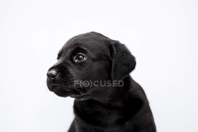Nahaufnahme eines schwarzen Labrador-Welpen auf weißem Hintergrund. — Stockfoto