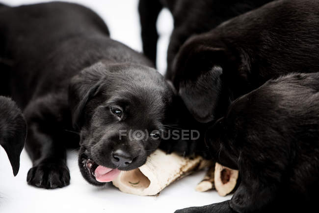 Close-up of three black labrador puppies chewing on bone on white background. — Stock Photo