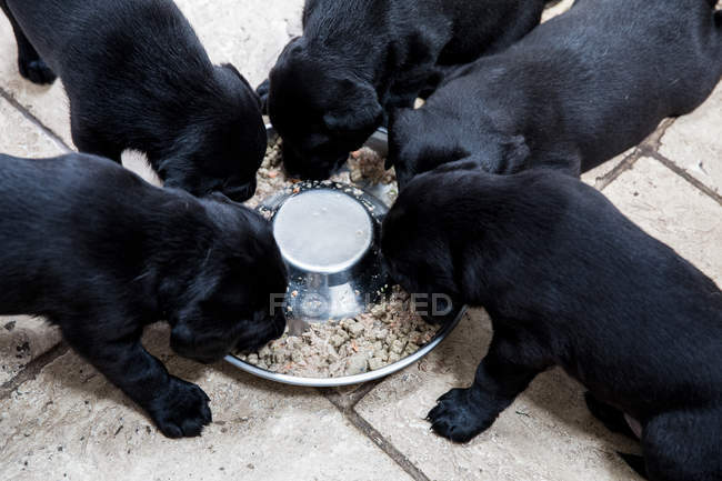 High angle close-up of black labrador puppies eating from metal bowl. — Stock Photo