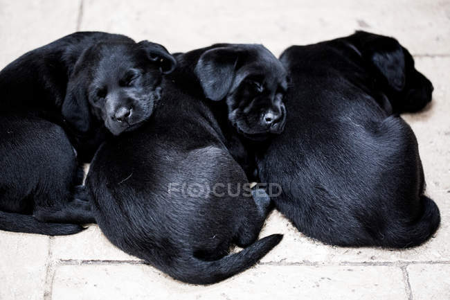 High angle close-up of three black labrador puppies curled up of floor and sleeping. — Stock Photo