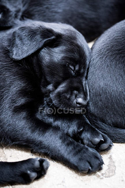 High angle close-up of labrador puppies lying on floor and sleeping. — Stock Photo