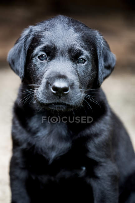 Nero labrador cucciolo guardando in macchina fotografica, ritratto . — Foto stock