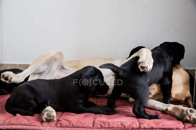 Labrador dourado deitado no chão e brincando com filhotes de labrador preto . — Fotografia de Stock