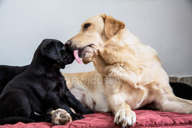 Close-up of golden labrador licking black labrador puppy nose. — Stock Photo