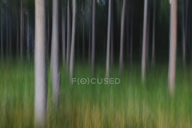 Résumé flou du mouvement de la forêt de pins tordus et des prairies . — Photo de stock