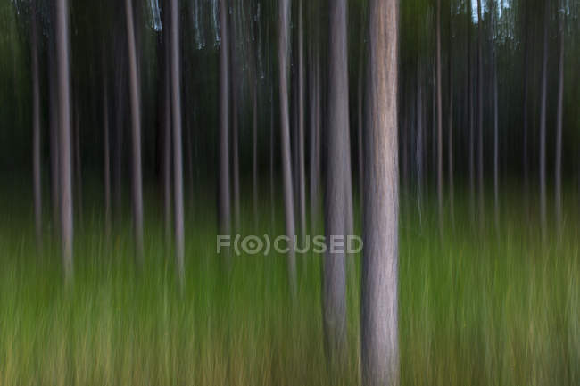 Abstrato movimento borrado de floresta de pinheiros lodgepole e prado . — Fotografia de Stock