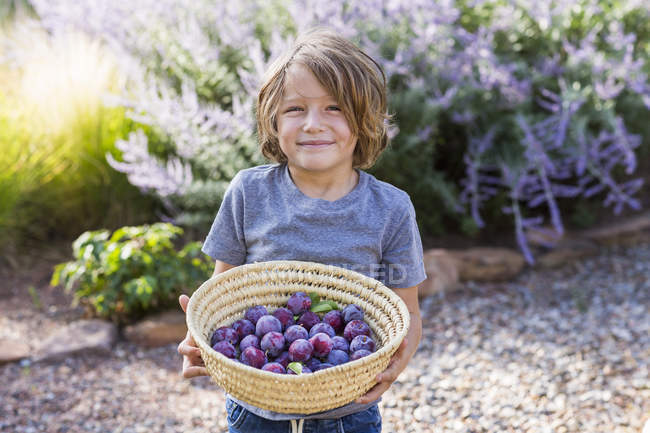 Portrait of smiling elementary age boy holding basket of plums. — Stock Photo