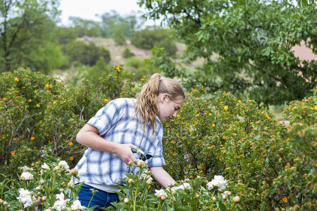 Blonde adolescente coupe fleurs roses du jardin formel . — Photo de stock