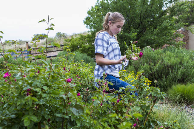 Blonde teenage girl cutting rose flowers from formal garden. — Stock Photo