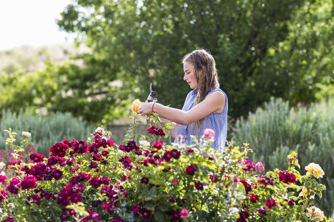 Blonde adolescente organiser des roses du jardin formel . — Photo de stock