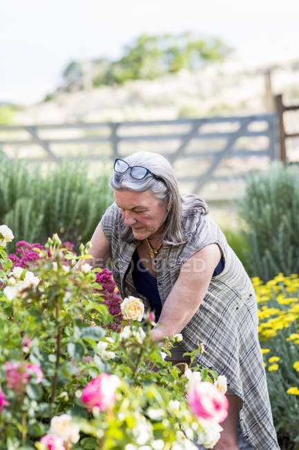 Femme sénior taille roses dans beau jardin — Photo de stock