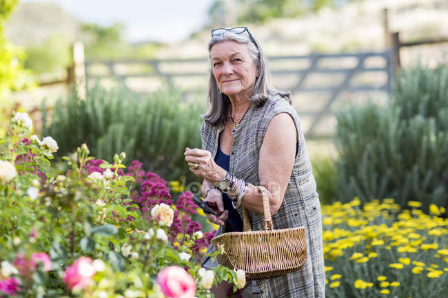 Senior mulher poda rosas no jardim . — Fotografia de Stock