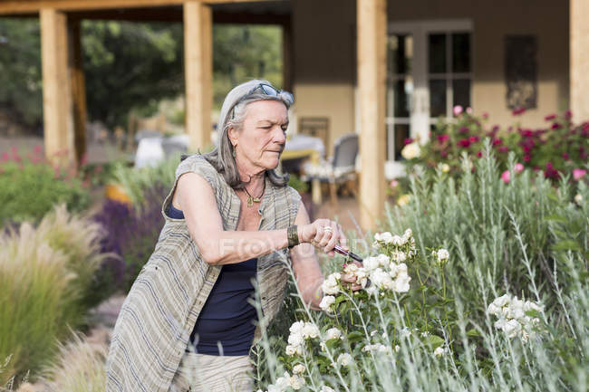 Senior mulher poda rosas no jardim . — Fotografia de Stock
